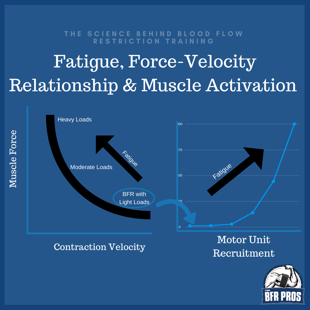 Figure from 'The Science Behind Blood Flow Restriction, Part 1'